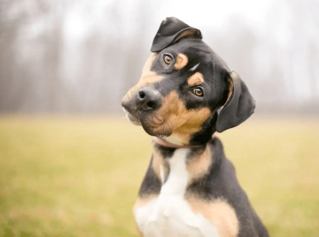 Meme competition example: dog
