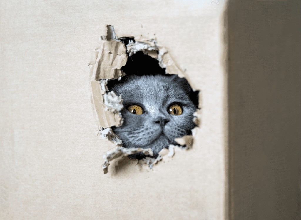 Meme competition example: cat peeking through a hole in the wall