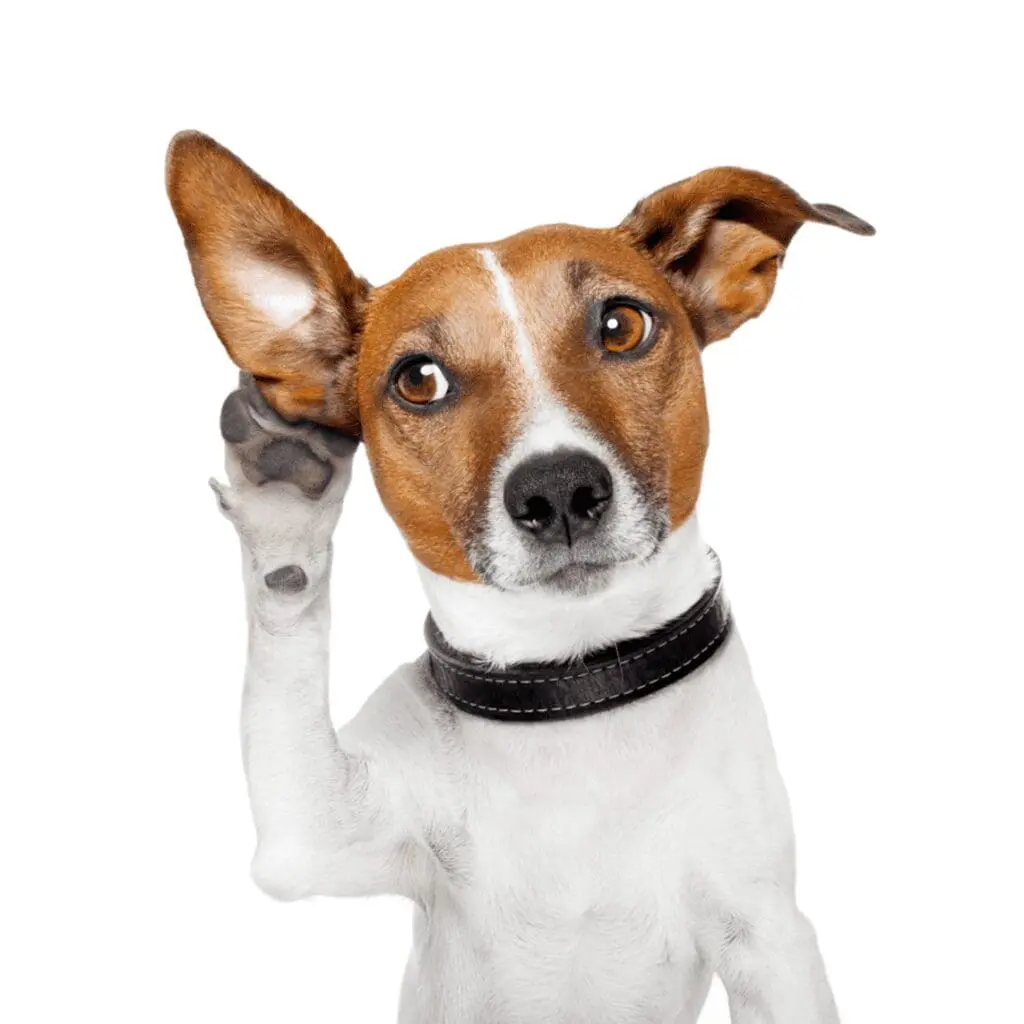 Meme competition example: dog