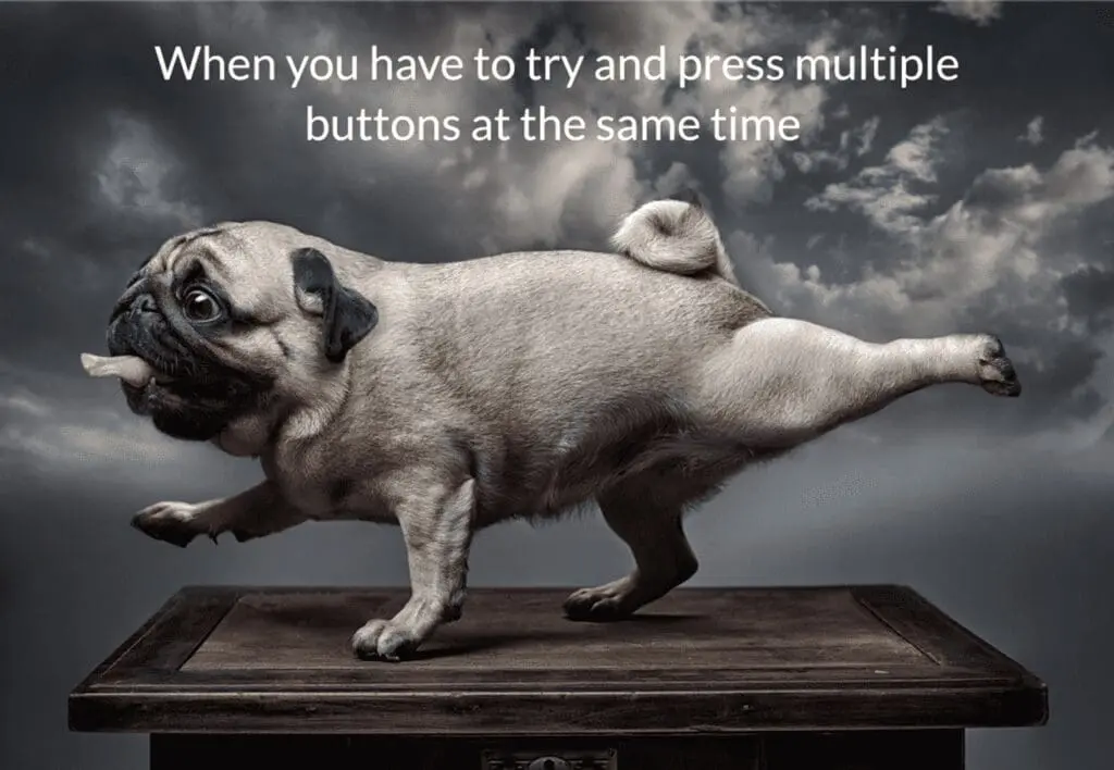Winning meme: pug